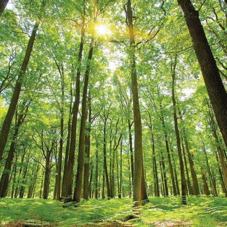 Tickwood 